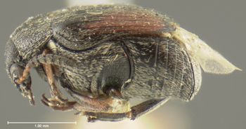 Media type: image;   Entomology 8195 Aspect: habitus lateral view